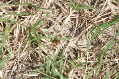 Pseudomethoca sanbornii