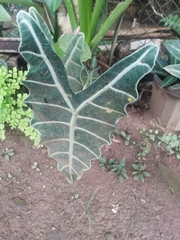 Xanthosoma sagittifolium