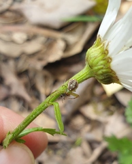 Diaea ambara