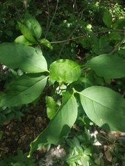 Euonymus latifolius