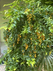 Duranta erecta