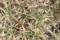 Pseudomethoca sanbornii