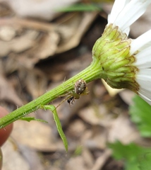 Diaea ambara