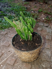 Euphorbia trigona