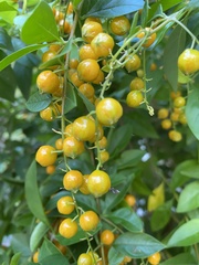 Duranta erecta