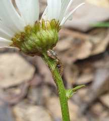 Diaea ambara