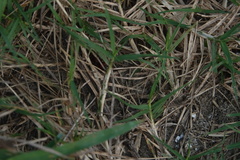Pseudomethoca sanbornii