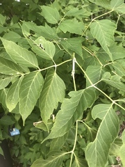 Acer negundo violaceum