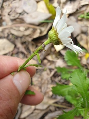 Diaea ambara
