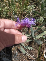 Centaurea fuscomarginata