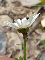 Diaea ambara