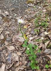 Diaea ambara