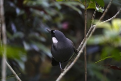 Pterorhinus chinensis