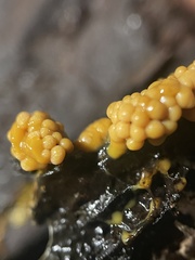Badhamia utricularis