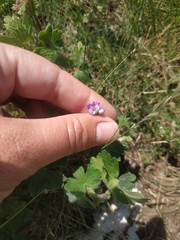 Geranium molle