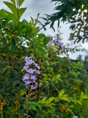 Duranta