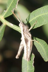 Chorthippus brunneus