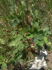 Geranium molle