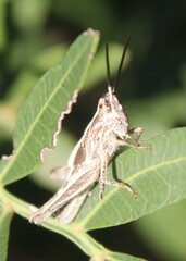 Chorthippus brunneus