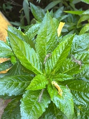 Mercurialis leiocarpa