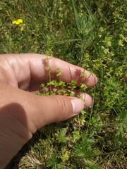 Cruciata pedemontana