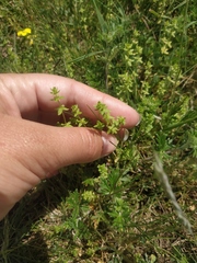 Cruciata pedemontana