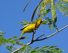 Icterus auratus