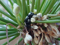 Mausoleopsis amabilis
