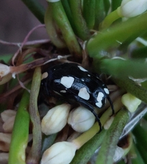 Mausoleopsis amabilis