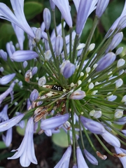 Mausoleopsis amabilis