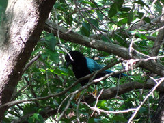 Cyanocorax yucatanicus