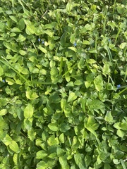 Commelina benghalensis