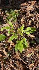 Rudbeckia triloba