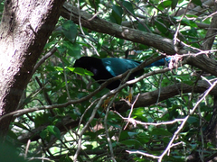 Cyanocorax yucatanicus
