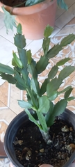 Opuntia cochenillifera