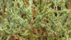 Genista tridentata