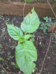 Capsicum chinense