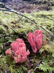 Ramaria araiospora