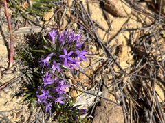 Merciera azurea