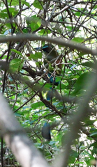 Eumomota superciliosa