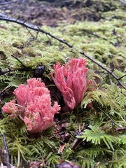 Ramaria araiospora