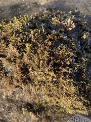 Riccia fluitans