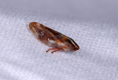 Aphrophora saratogensis