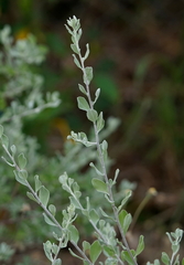 Atriplex maximowicziana