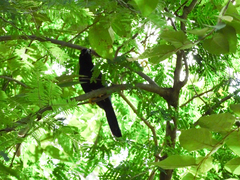 Cyanocorax yucatanicus
