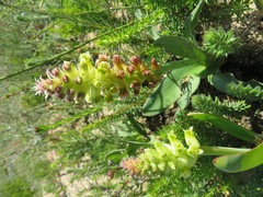 Lachenalia lutea