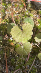 Centella