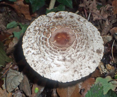Chlorophyllum rhacodes