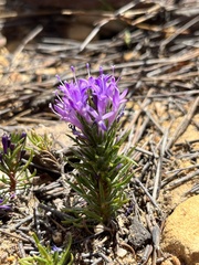 Merciera azurea