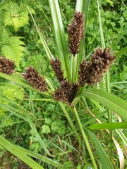 Cyperus ustulatus